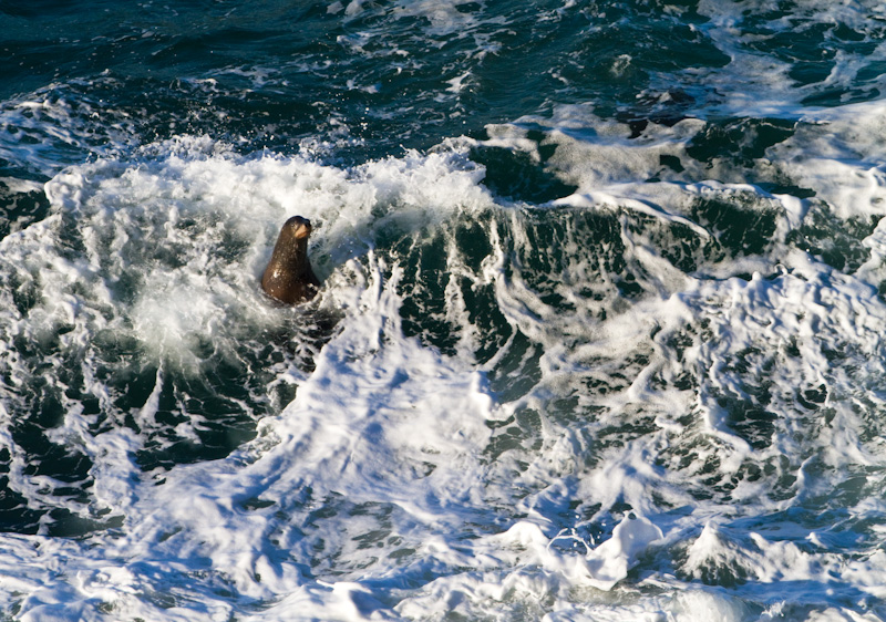 California Sea Lions Playing In Surf
